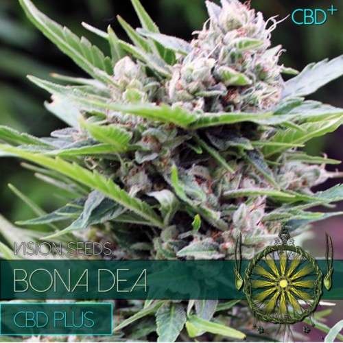 Bona Dea CBD+ (Vision Seeds) - 3 Zaden