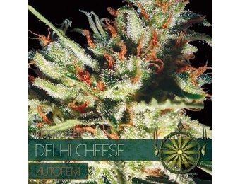 Delhi Cheese AUTO (Vision Seeds) - 3 Seeds