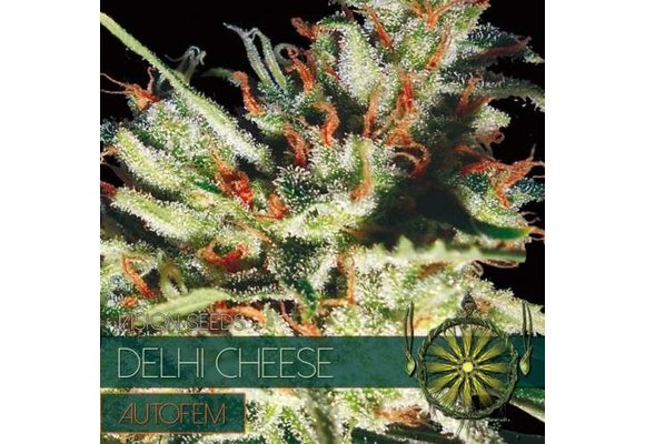 Delhi Cheese AUTO (Vision Seeds) - 3 Zaden