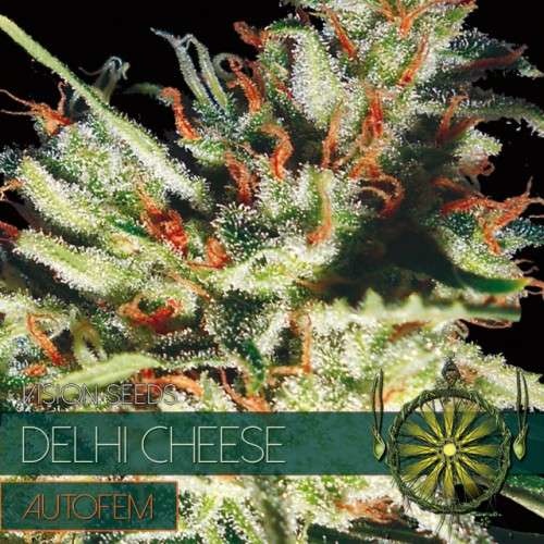 Delhi Cheese AUTO (Vision Seeds)- 3 Seeds
