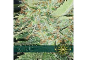 Big Bud (Vision Seeds) - 3 Zaden