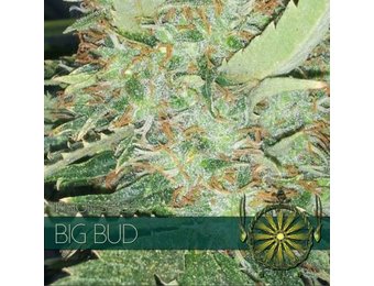 Big Bud (Vision Seeds) - 3 Seeds