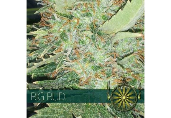 Big Bud (Vision Seeds) - 3 Zaden