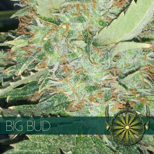Big Bud (Vision Seeds) - 3 Zaden