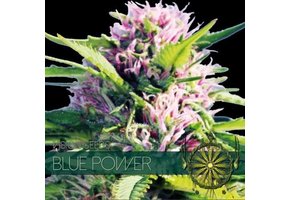 Blue Power (Vision Seeds) - 3 Zaden