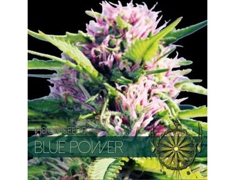 Blue Power (Vision Seeds) - 3 Seeds