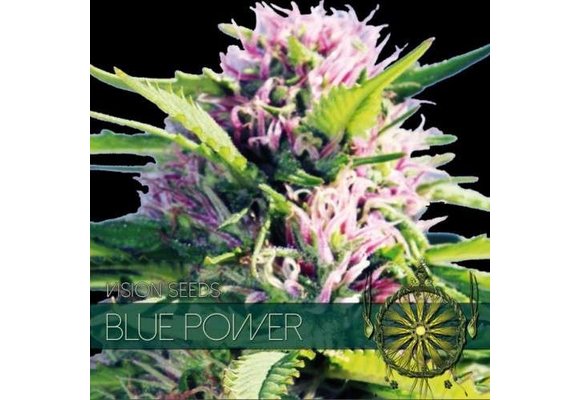 Blue Power (Vision Seeds) - 3 Seeds