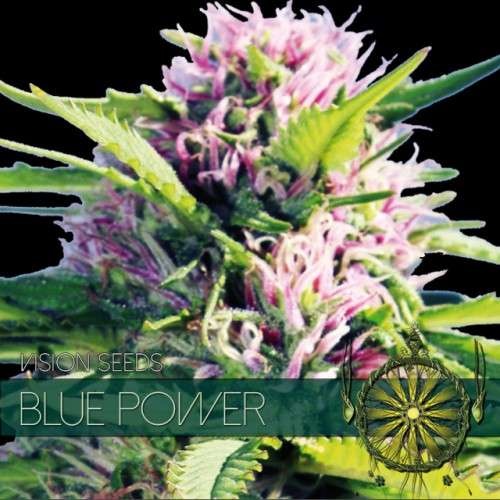 Blue Power (Vision Seeds) - 3 Seeds