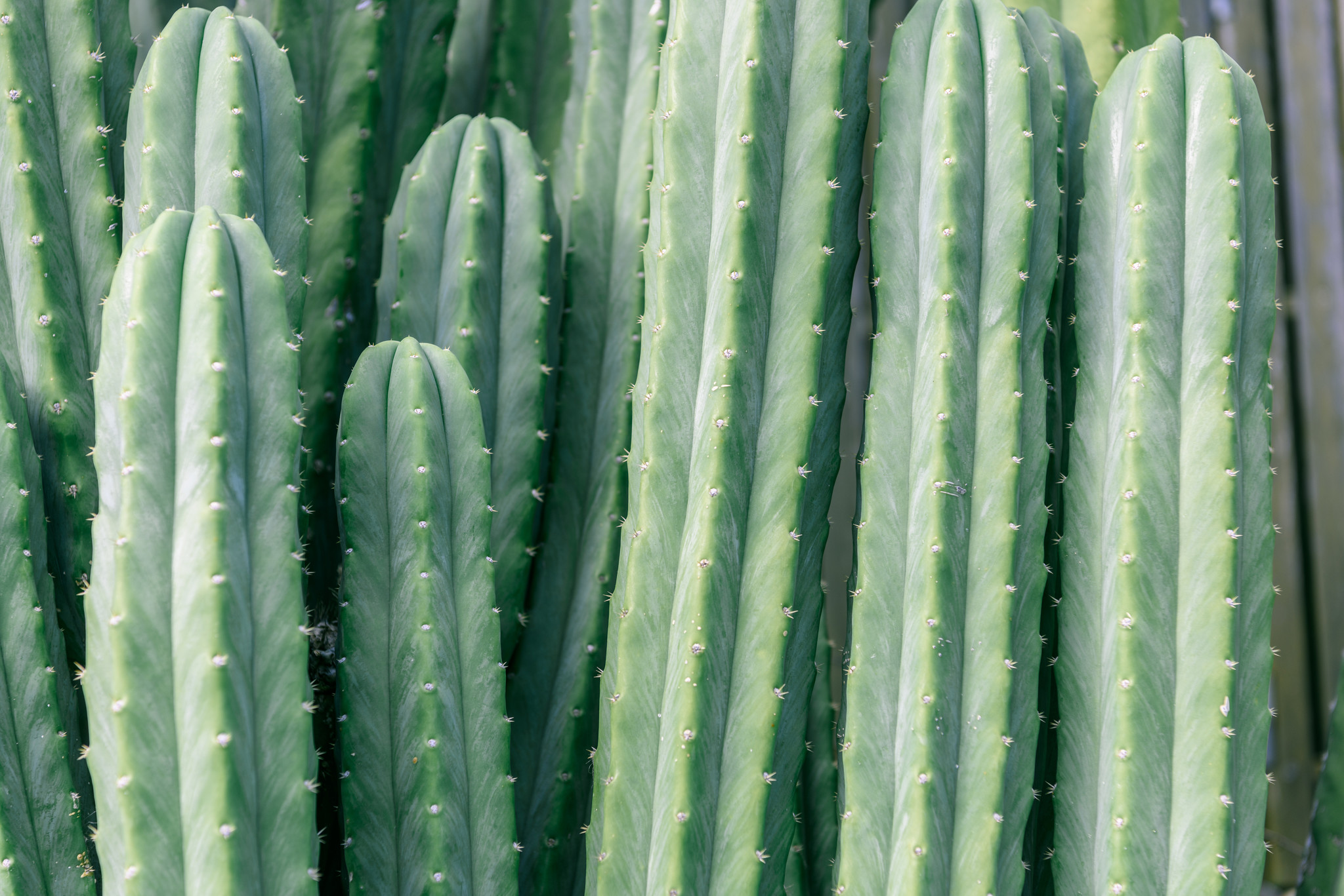 Hoe kun je thuis een mescaline cactus kweken?