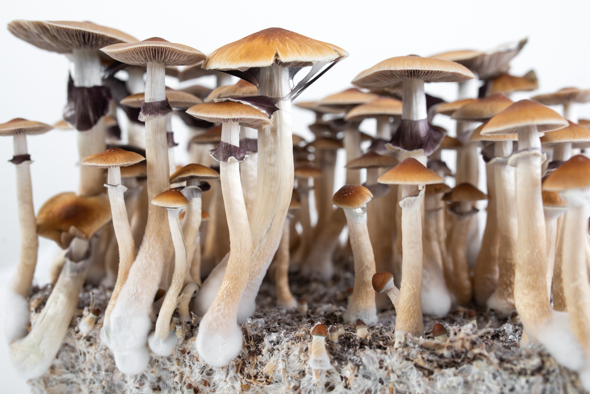 Hoe bereid je een trip voor met magic mushrooms?