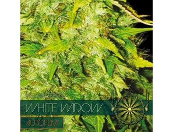 White Widow Auto (Vision Seeds) - 3 Seeds
