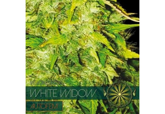 White Widow Auto (Vision Seeds) - 3 Seeds