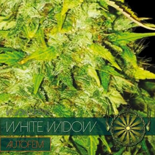 White Widow Auto (Vision Seeds) - 3 Seeds