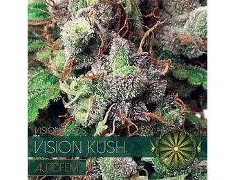 Vision Kush Auto (Vision Seeds) gefeminiseerd - 3 Zaden