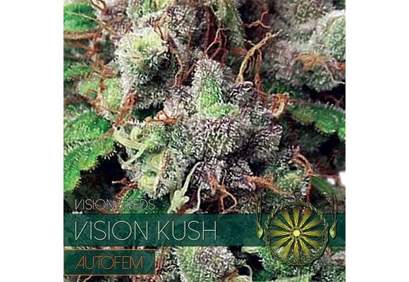 Vision Kush Auto (Vision Seeds) gefeminiseerd - 3 Zaden