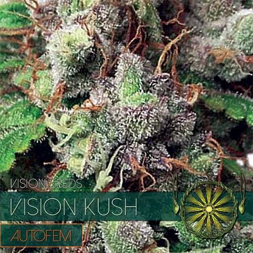 Vision Kush Auto (Vision Seeds) gefeminiseerd - 3 Zaden