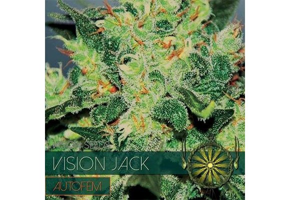 Vision Jack Auto (Vision Seeds) gefeminiseerd - 3 Seeds