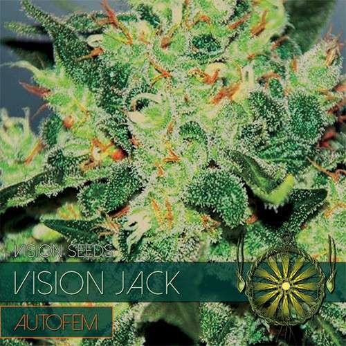 Vision Jack Auto (Vision Seeds) gefeminiseerd - 3 Seeds