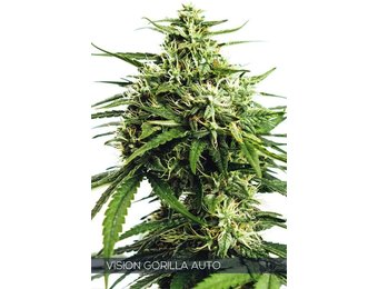 Vision Gorilla Auto (Vision Seeds) - 3 Seeds