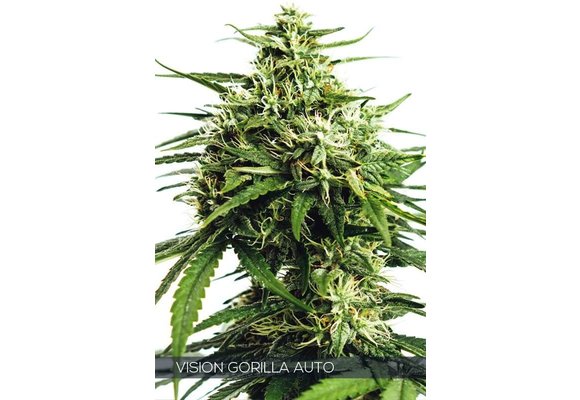 Vision Gorilla Auto (Vision Seeds) - 3 Seeds