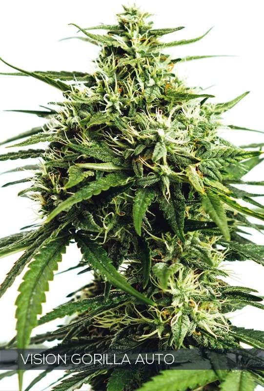 Vision Gorilla Auto (Vision Seeds) - 3 Seeds