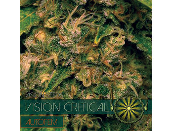 Vision Critical Auto (Vision Seeds) gefeminiseerd - 3 Seeds