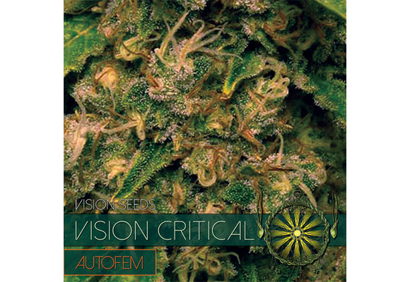 Vision Critical Auto (Vision Seeds) gefeminiseerd - 3 Seeds