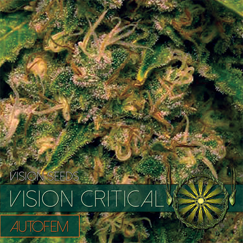Vision Critical Auto (Vision Seeds) gefeminiseerd - 3 Seeds