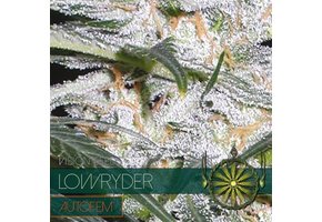 Lowryder Auto(Vision Seeds) - 3 Seeds