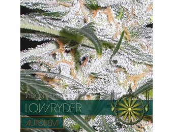 Lowryder Auto(Vision Seeds) - 3 Seeds