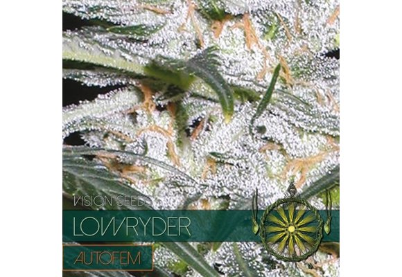 Lowryder Auto(Vision Seeds) - 3 Seeds