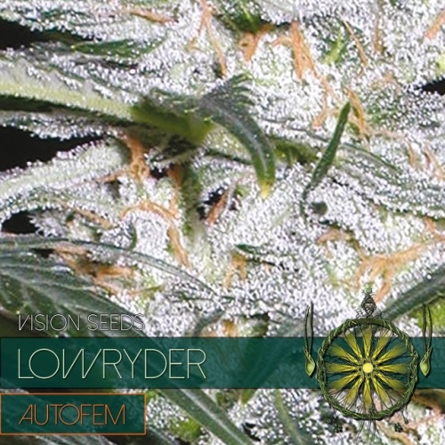 Lowryder Auto(Vision Seeds) - 3 Seeds