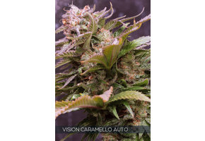 Vision Caramello Auto (Vision Seeds) - 3 Seeds