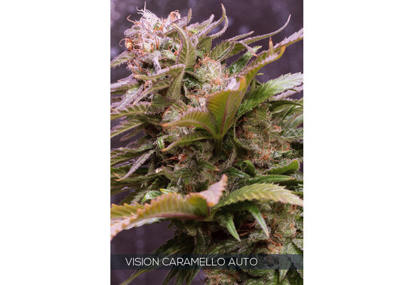 Vision Caramello Auto (Vision Seeds) - 3 Seeds
