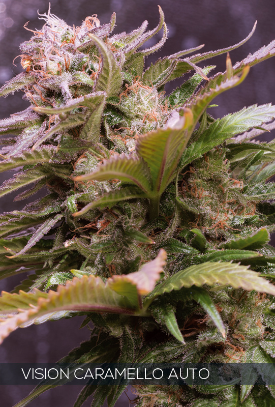 Vision Caramello Auto (Vision Seeds) - 3 Seeds