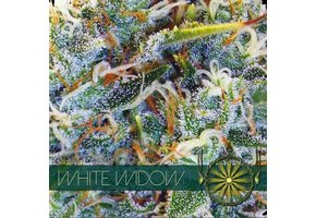 White Widow (Vision Seeds) -  3 Zaden