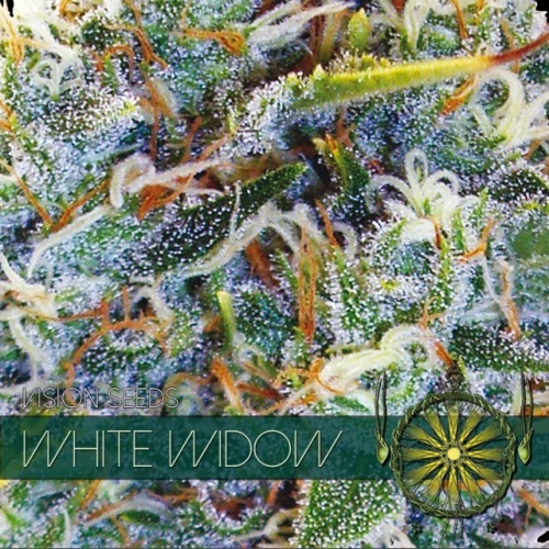White Widow (Vision Seeds) -  3 Seeds