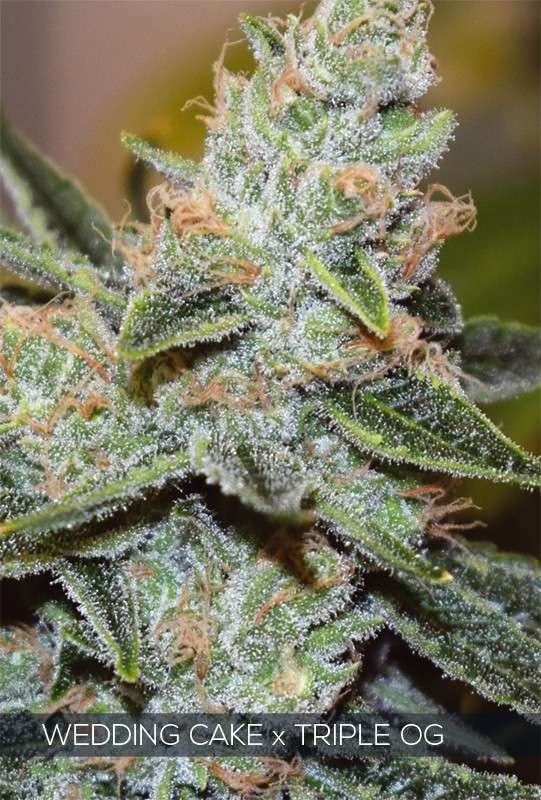 Wedding Cake x Triple OG (Vision Seeds) gefeminiseerd - 3 Zaden