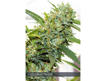 Vision Kosher (Vision Seeds) gefeminiseerd - 3 Zaden