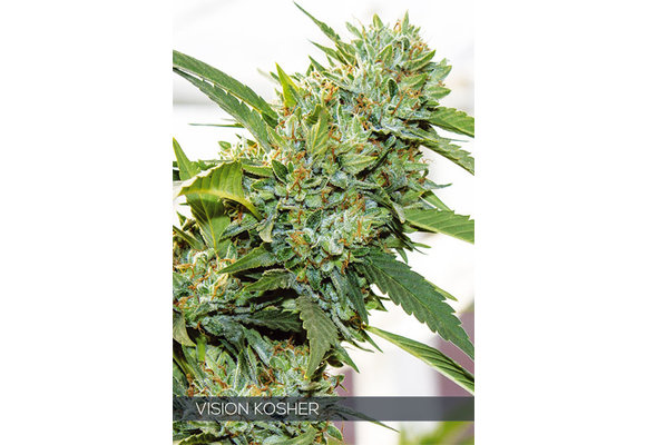 Vision Kosher (Vision Seeds) gefeminiseerd - 3 Seeds