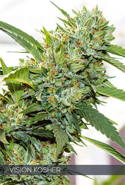 Vision Kosher (Vision Seeds) gefeminiseerd - 3 Zaden