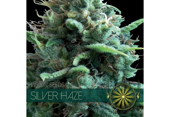 Silver Haze (Vision Seeds) - 3 Seeds