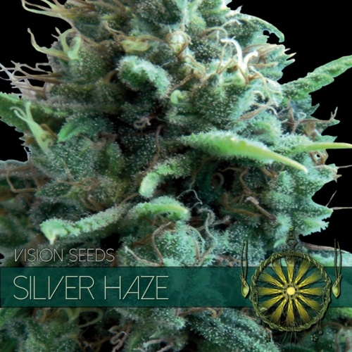 Silver Haze (Vision Seeds) - 3 Zaden