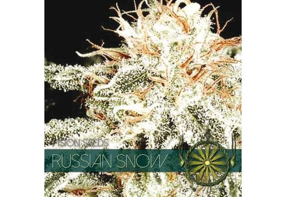 Russian Snow (Vision Seeds) 3 Zaden