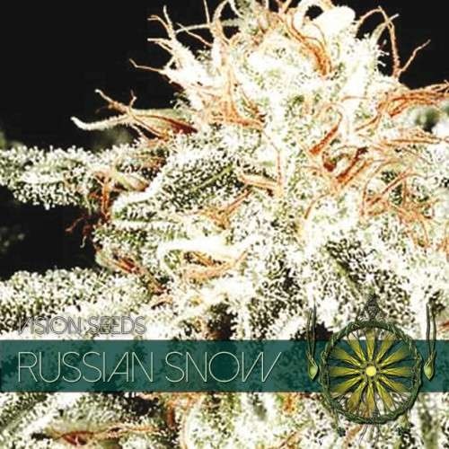 Russian Snow (Vision Seeds) 3 Zaden