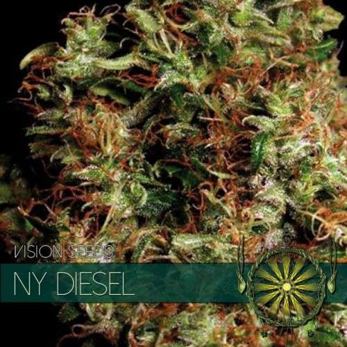 NY Diesel (Vision Seeds) - 3 Seeds