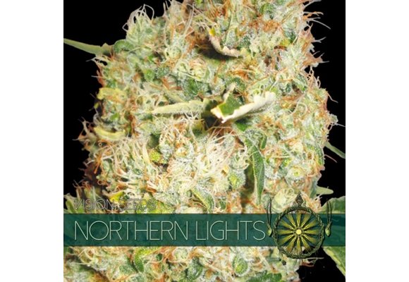 Northern Lights (Vision Seeds) - 3 Seeds