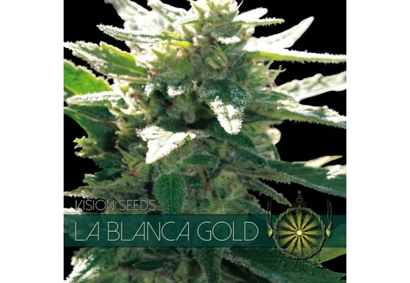 La Blanca Gold (Vision Seeds) - 3 Seeds