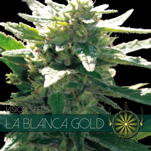 La Blanca Gold (Vision Seeds) - 3 Seeds