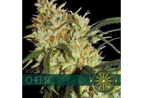 Cheese (Vision Seeds) - 3 Zaden